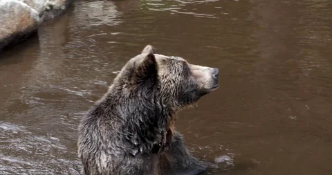 Grizzly Bear Stock Footage 95309517