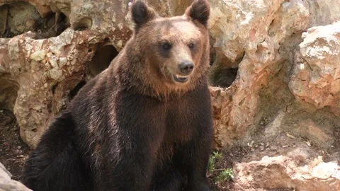 Grizzly Bear Stock Footage 141231244
