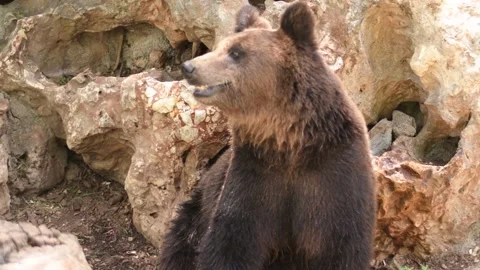 Grizzly Bear Stock Footage 141231533