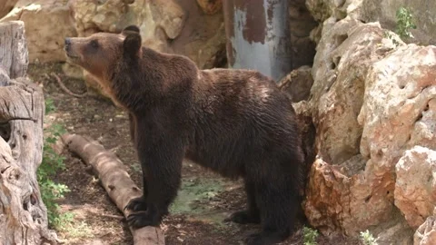 Grizzly Bear Stock Footage 141232572