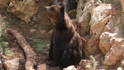 Grizzly Bear Stock Footage 141233309