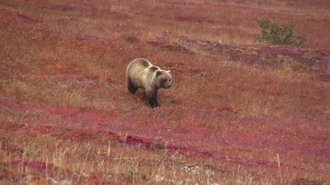 Grizzly Bear Video stock 167046058