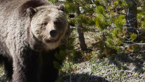 Grizzly Bear Stock Footage 175444165