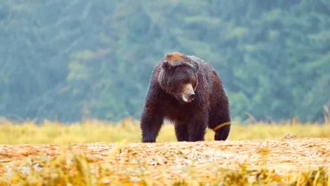 Grizzly bear Video stock 317731428