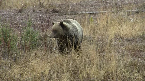 Grizzly Bear Foraging in Fall Stock Footage 32184651