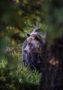 Grizzly Bear in the Forest Stock Photos