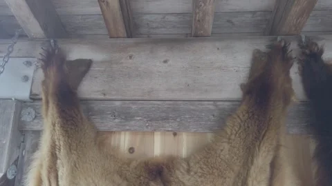Grizzly bear fur 動画素材 257250965