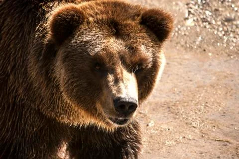 Grizzly bear head Stock Photos