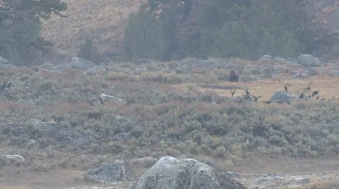 Grizzly Bear Immature Attacking Wolf Carcass Food Carrion Pack Of Wolves Stock Footage 43124740