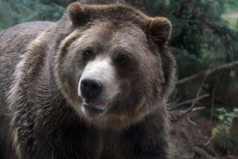 Grizzly Bear In it Environment Stock Photos
