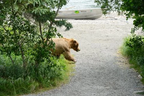 Grizzly bear in katmai Stock Photos