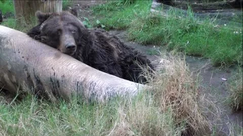 Grizzly Bear On Log Видео 12043579