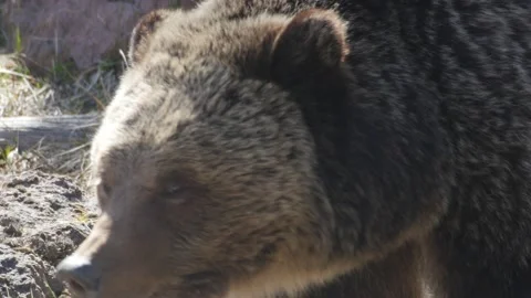 Grizzly Bear Looking Around Stock Footage 178535961