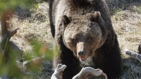 Grizzly Bear Looking Stock Footage 176566686