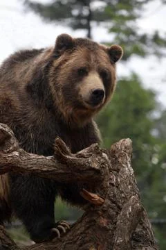 Grizzly Bear Looking Foto stock