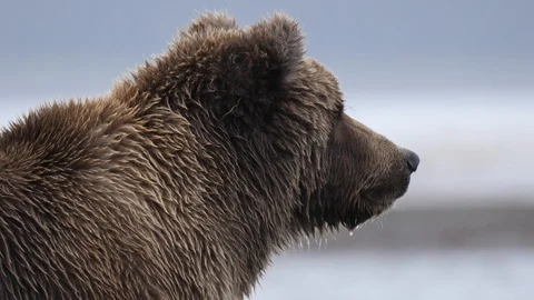 Grizzly Bear looking for salmon. Stock Footage 128695041