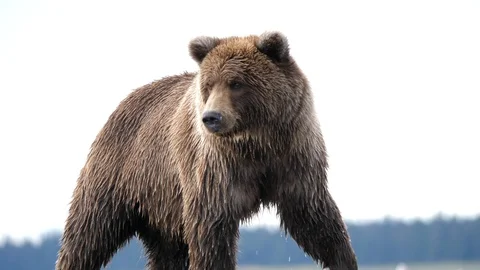 Grizzly Bear looking for salmon. Stock Footage 128695355
