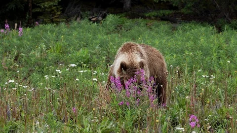 Grizzly Bear on a Meadow Stock Footage 112942762