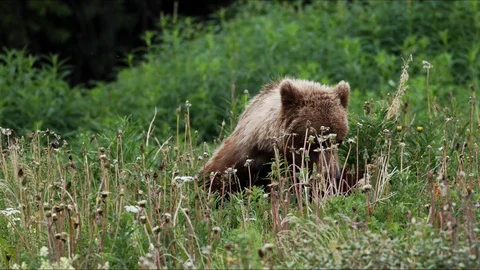 Grizzly Bear on a Meadow Stock Footage 112943112
