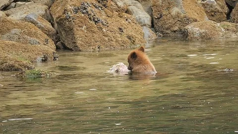 Grizzly Bear Mom's Overworked Breasts Sag As She Clambers Past Cub Cub 스톡 동영상 79609193