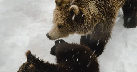 Grizzly Bear Mother Playing With Its Cub In Forest During Snowfall In Stock Footage