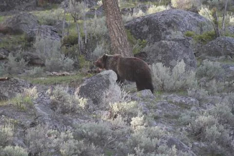 Grizzly Bear Stock Photos