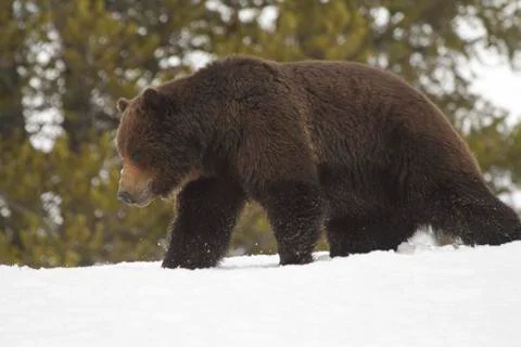 Grizzly Bear Stock Photos