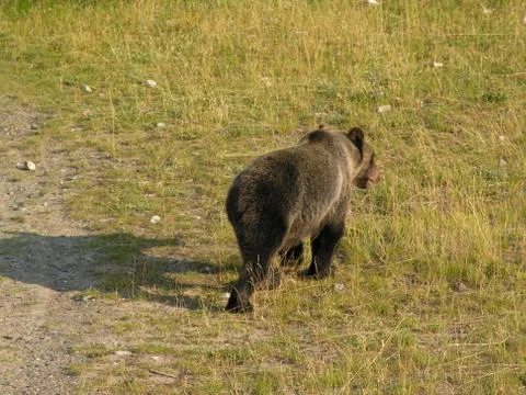 Grizzly bear Stock Photos