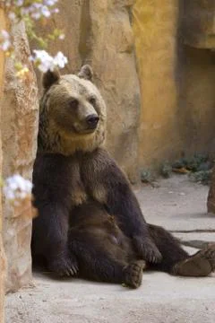 Grizzly bear Foto stock
