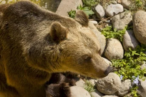 Grizzly bear Foto stock