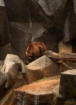 Grizzly Bear Stock Photos