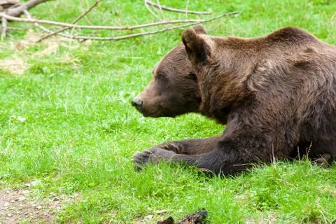 Grizzly bear Stock Photos