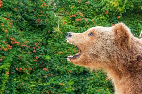 Grizzly Bear Foto stock