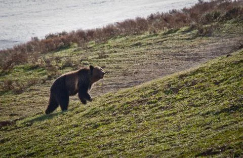 Grizzly Bear Stock Photos
