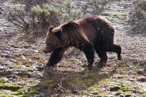 Grizzly Bear Photos