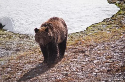 Grizzly Bear Photos