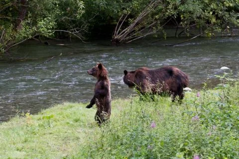 Grizzly bear Stock Photos