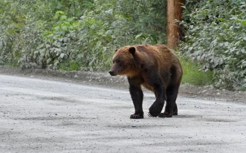 Grizzly bear Foto stock