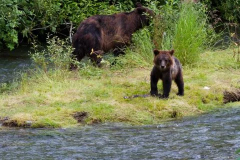 Grizzly bear Stock Photos