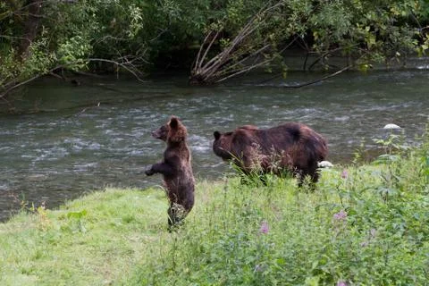 Grizzly bear Stock Photos