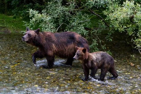 Grizzly bear Stock Photos