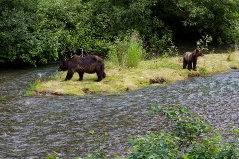 Grizzly bear Stock Photos