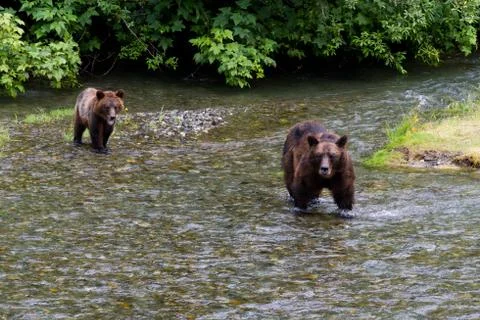 Grizzly bear Stock Photos