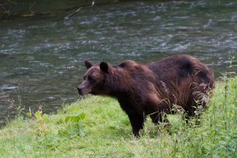 Grizzly bear Stock Photos