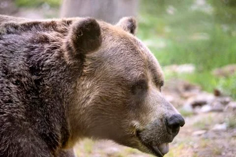 Grizzly bear Stock Photos