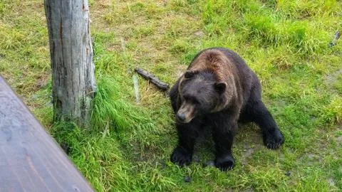 Grizzly Bear Stock Photos