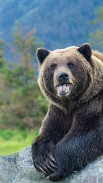 Grizzly Bear Stock Photos