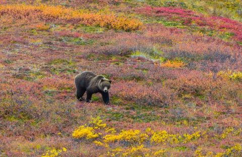 Grizzly Bear Stock Photos