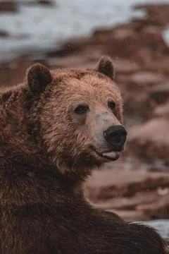 Grizzly Bear Stock Photos
