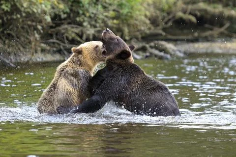 Grizzly bear Foto stock